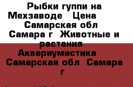 Рыбки гуппи на Мехзаводе › Цена ­ 30 - Самарская обл., Самара г. Животные и растения » Аквариумистика   . Самарская обл.,Самара г.